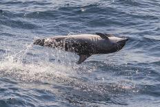 Clymene Dolphin (Stenella Clymene), Senegal, West Africa, Africa-Mick Baines-Photographic Print