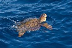 Juvenile Loggerhead Turtle (Caretta Caretta) Swimming with Head Raised Above the Sea Surface-Mick Baines-Photographic Print