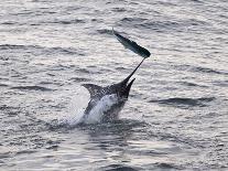 Blue Marlin (Makaira Nigricans) Hunting Dorado (Coryphaena Hippurus), Congo, Africa-Mick Baines & Maren Reichelt-Photographic Print