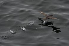 Clymene Dolphin (Stenella Clymene) Spinning, Caught Belly Uppermost, Senegal, West Africa, Africa-Mick Baines-Photographic Print