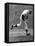 Mickey Mantle (1931-1995)-null-Framed Stretched Canvas