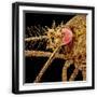Black Frame