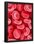 Essential Black