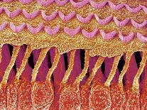 Bone Tissue-Micro Discovery-Photographic Print