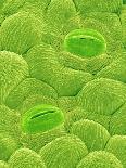 Pollen on pistel of Morning glory-Micro Discovery-Photographic Print