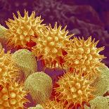 Sunflower pollen at a magnification of x1000-Micro Discovery-Photographic Print