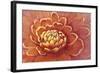 Micro Floral II-Tim OToole-Framed Art Print