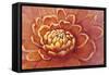 Micro Floral II-Tim OToole-Framed Stretched Canvas