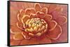 Micro Floral II-Tim OToole-Framed Stretched Canvas