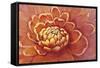 Micro Floral II-Tim OToole-Framed Stretched Canvas