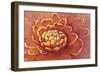 Micro Floral II-Tim OToole-Framed Art Print