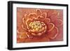 Micro Floral II-Tim OToole-Framed Art Print