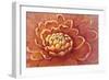 Micro Floral II-Tim OToole-Framed Art Print