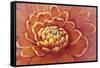 Micro Floral II-Tim OToole-Framed Stretched Canvas