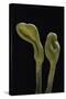 Microglossum Viride (Green Earth Tongue)-Paul Starosta-Stretched Canvas