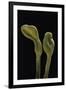 Microglossum Viride (Green Earth Tongue)-Paul Starosta-Framed Premium Photographic Print