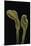 Microglossum Viride (Green Earth Tongue)-Paul Starosta-Mounted Premium Photographic Print