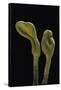 Microglossum Viride (Green Earth Tongue)-Paul Starosta-Framed Stretched Canvas