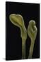 Microglossum Viride (Green Earth Tongue)-Paul Starosta-Stretched Canvas