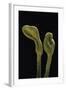 Microglossum Viride (Green Earth Tongue)-Paul Starosta-Framed Photographic Print