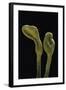 Microglossum Viride (Green Earth Tongue)-Paul Starosta-Framed Photographic Print