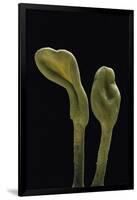 Microglossum Viride (Green Earth Tongue)-Paul Starosta-Framed Photographic Print