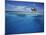 Micronesia, Tonowas, View of Idyllic Tropical Dublon Island-Stuart Westmorland-Mounted Photographic Print