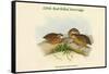 Microperdix Erythrorhyncha - Little Red-Billed Partridge-John Gould-Framed Stretched Canvas