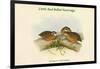 Microperdix Erythrorhyncha - Little Red-Billed Partridge-John Gould-Framed Art Print