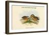 Microperdix Erythrorhyncha - Little Red-Billed Partridge-John Gould-Framed Art Print