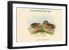 Microperdix Erythrorhyncha - Little Red-Billed Partridge-John Gould-Framed Art Print