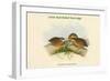 Microperdix Erythrorhyncha - Little Red-Billed Partridge-John Gould-Framed Art Print