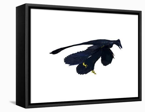 Microraptor Dinosaur-null-Framed Stretched Canvas