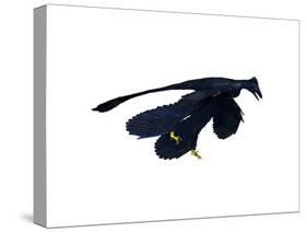 Microraptor Dinosaur-null-Stretched Canvas