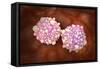 Microscipic View of Pancreatic Cancer Cells-null-Framed Stretched Canvas