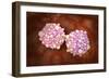 Microscipic View of Pancreatic Cancer Cells-null-Framed Art Print