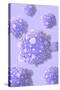 Microscipic View of Pancreatic Cancer Cells-null-Stretched Canvas