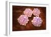 Microscipic View of Pancreatic Cancer Cells-null-Framed Premium Giclee Print