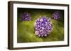 Microscipic View of Pancreatic Cancer Cells-null-Framed Premium Giclee Print