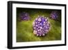 Microscipic View of Pancreatic Cancer Cells-null-Framed Premium Giclee Print