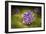 Microscipic View of Pancreatic Cancer Cells-null-Framed Premium Giclee Print