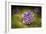 Microscipic View of Pancreatic Cancer Cells-null-Framed Premium Giclee Print