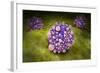 Microscipic View of Pancreatic Cancer Cells-null-Framed Art Print