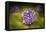 Microscipic View of Pancreatic Cancer Cells-null-Framed Stretched Canvas