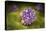 Microscipic View of Pancreatic Cancer Cells-null-Stretched Canvas