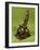 Microscope, Signed by Francois Villette Optician to the Prince of Liege, 1765-null-Framed Giclee Print