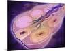 Microscopic Cross Section of a Female Ovary-null-Mounted Art Print