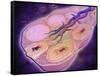 Microscopic Cross Section of a Female Ovary-null-Framed Stretched Canvas