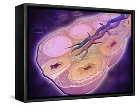 Microscopic Cross Section of a Female Ovary-null-Framed Stretched Canvas