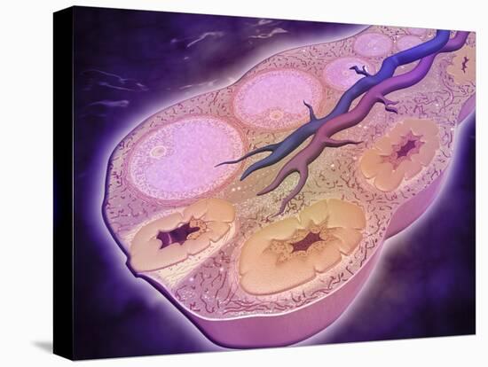 Microscopic Cross Section of a Female Ovary-null-Stretched Canvas